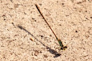 Fragile Forktail - Ischnura posita